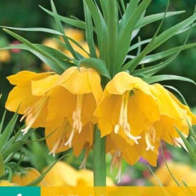FRITILLARIA LUTEA 1x bol 20/24
