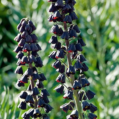 FRITILLARIA PERSICA 1x bol 20/24