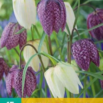 FRITILLARIA MELEAGRIS  MIX 6/7   15 st.