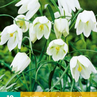 FRITILLARIA MELEAGRIS ALBA 6/+   10 st.