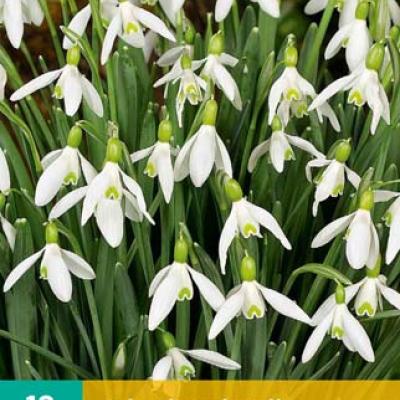 GALANTHUS ELWESII 5/6   10 st.