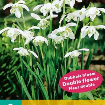 GALANTHUS FLORE PLENO 5/+    7 st