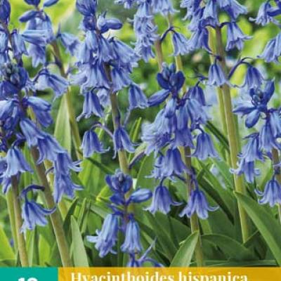 HYACINTHOIDES HISPANICA BLAUW 8/10   10 st.