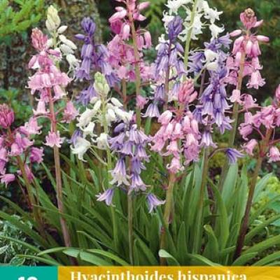HYACINTHOIDES HISPANICA MIX 8/10   10 st.