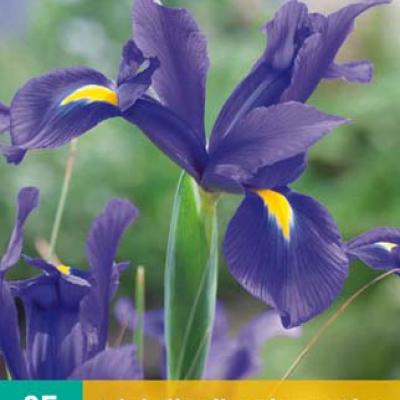 IRIS HOLLANDICA BLAUW NJ 7/8  25 st