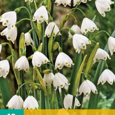 LEUCOJUM AESTIVUM 8/9   10 st.