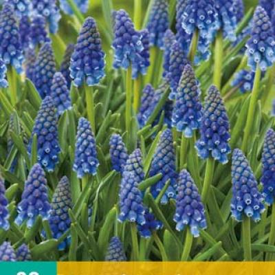 MUSCARI ARMENIACUM 8/9   20 st.