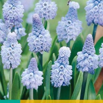 MUSCARI AZUREUM 6/+   10 st.