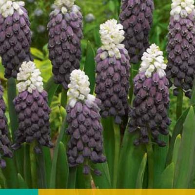 MUSCARI GRAPE ICE 5/+   7 st.