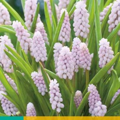 MUSCARI PINK SUNRISE 5/+   3 st.