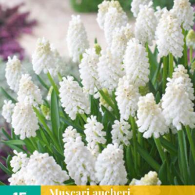 MUSCARI WHITE MAGIC 7/8   15 st.
