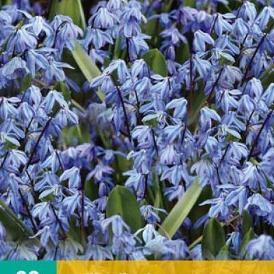 SCILLA SIBERICA 7/8   20 st