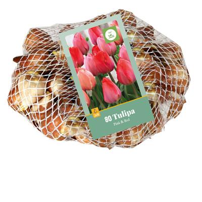 TULIPA ROZE & ROOD 11/12   80 st