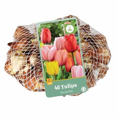 TULIPA DARWIN HYBRIDE MI11/12  40 st