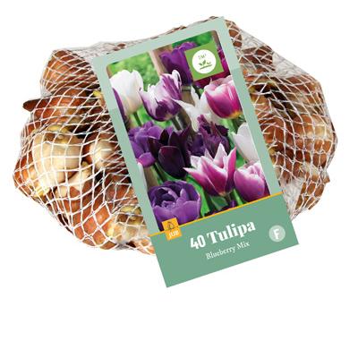 TULIPA BLUEBERRY MI11/12  40 st