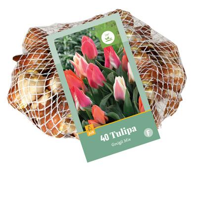 TULIPA GREIGII MI11/12  40 st