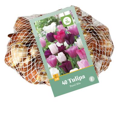 TULIPA PASTEL MI11/12  40 st