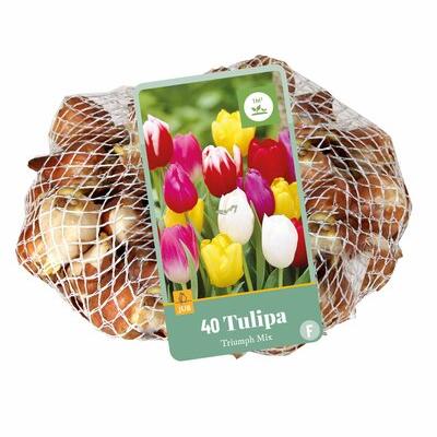 TULIPA TRIUMPH MIX 11/12   40 st.