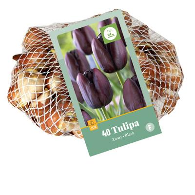 TULIPA ZWART 11/12   40 st