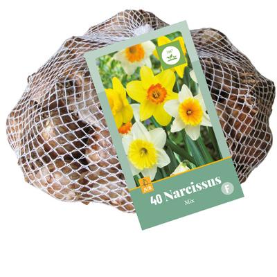 NARCISSUS GROOTKRONIG MI10/12  40 st