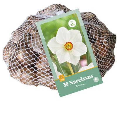 NARCISSUS RECURVUS 10/12   30 st