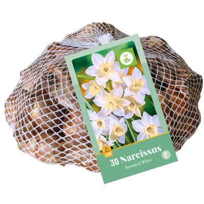 NARCISSUS BOTANISCH WIT 10/12   30 st