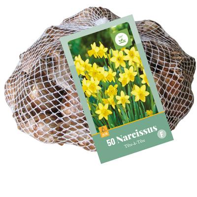 NARCISSUS  TETE-A-TETE 10/11   50 st