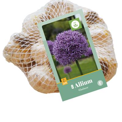 ALLIUM GLADIATOR 16/18  8 st