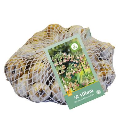 ALLIUM NECTAROSCORDUM SICULUM 10/12  40 st