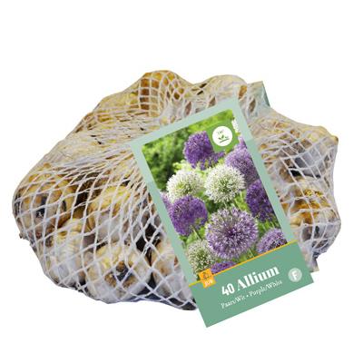 ALLIUM PAARS - WIT 10/12  40 st