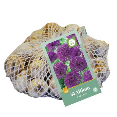 ALLIUM PURPLE RAIN 10/12   40 st