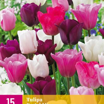 TULIPA PASTEL MI11/12   15 st