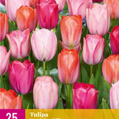 TULIPA POSITIVE VIBE 11/12  25 st
