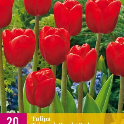 TULIPA TRIUMPH ROOD 11/12   20 st
