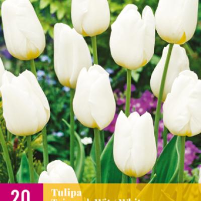 TULIPA TRIUMPH WIT 11/12  20 st
