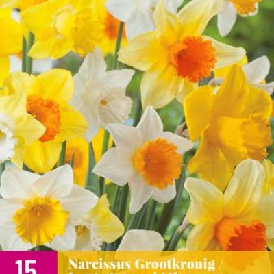 NARCISSUS GROOTKRONIG MI12/14   15 st