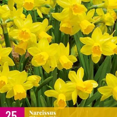 NARCISSUS  TETE-A-TETE 10/11   25 st