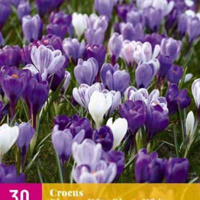 CROCUS BLAUW - WIT 7/8   30 st