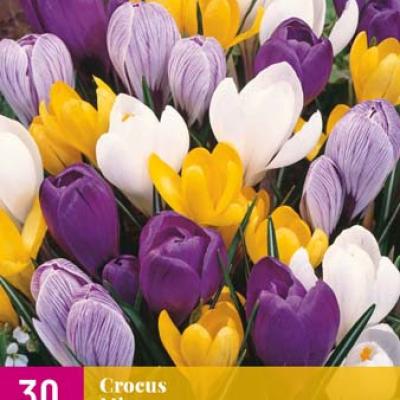 CROCUS GROOTBLOEMIG MIX 7/8   30 st