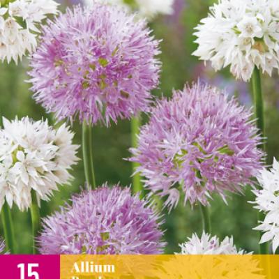 ALLIUM BEE LOVE 6/+   15 st.