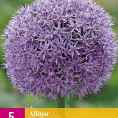 ALLIUM GLADIATOR 16/18   5 st