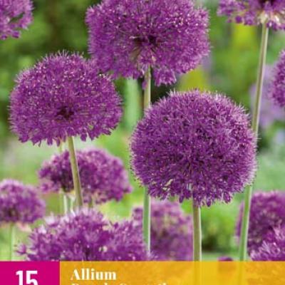 ALLIUM PURPLE SENSATION 10/12   15 st.