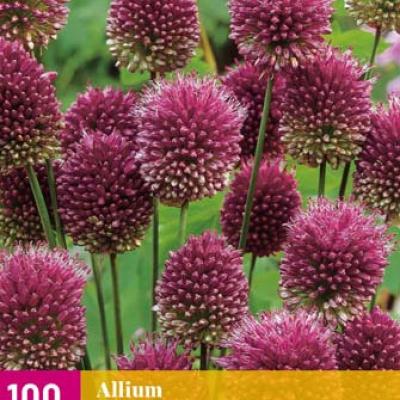 ALLIUM SPHAEROCEPHALON 5/6   100 st