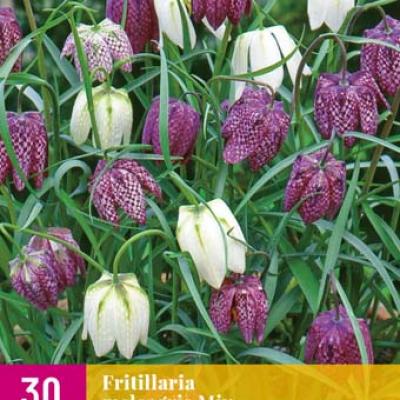 FRITILLARIA MELEAGRIS MIX 6/7   30 st.