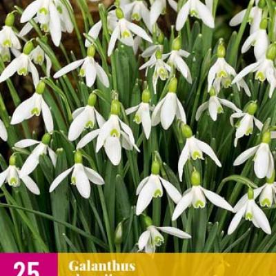 GALANTHUS ELWESII 5/6   25 st