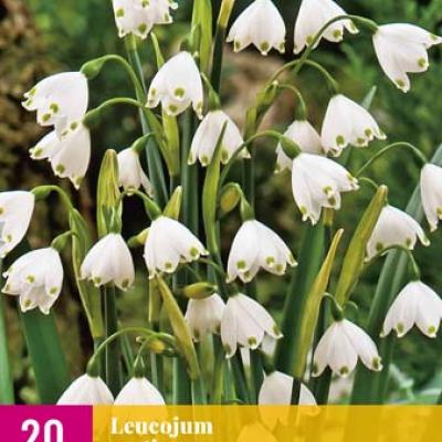 LEUCOJUM AESTIVUM 8/9  20 st