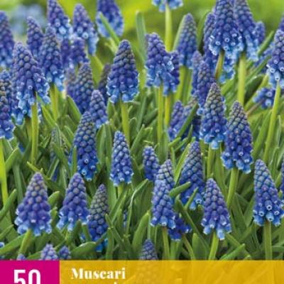MUSCARI ARMENIACUM 8/9   50 st.
