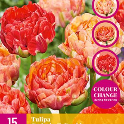 TULIPA GUDOSHNIK DOUBLE 11/12   15 st