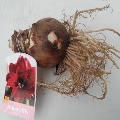 Amaryllis Dubbel rood / Double Rood / 1 St.