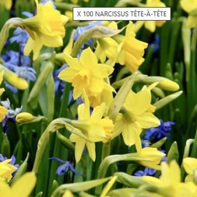 Narcissus Tëte à Tëte  geel/jaune